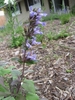 Spike of lavender flowers; leaves tinged with purple.