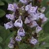 Close-up of spike of lavender, tubular, 2-lipped flowers.