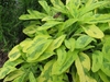 Gray-green, slightly fuzzy leaves variegated with chartreuse.
