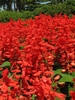 Vivid red spikes of flowers obscure the plant.