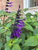 Dark purple flower above green foliage