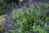 Rounded shrub with erect bluish purple flower spikes.