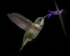 Hummingbird on feeding on blue, tubular flower.