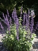 Rounded shrub with erect bluish purple flower spikes.