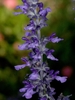 Erect spikes of bluish purple, 2-lipped flowers.