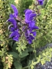 Dense spikes of midnight blue flowers
