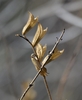 brown persistant calyxes on stem January