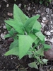 Leafy shoot with opposite, decussate, arrow-shaped leaves.