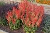 Red bedding salvia