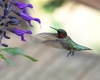 Flowers visited by a ruby-throated hummingbird.
