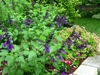 Compact subshrub with spikes of violet flowers