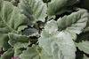 Rosette of silvery hairy leaves.