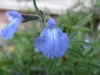 Pale blue, 2-lipped flowers.