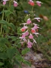 spike of pink and white flowers.