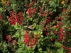 low plant with spikes of red flowers.