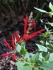 Spike of red, 2-lipped flowers.