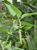 Cernuous spike with red buds.
