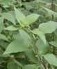Leafy shoots with opposite, ovate leaves.