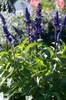 Spikes of 2-lipped deep purple-blue flowers.
