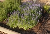 Bed of low plants with spikes of blue flowers.