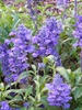 Salvia farinacea 'Victoria'