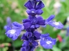 Close-up of blue, 2-lipped flower with white marks on lower lip