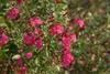Subshrub with opposite, ovate leaves & spikes of pink flowers.