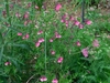 Subshrub with opposite, ovate leaves & spikes of pink flowers.