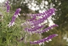 Shrub; erect spikes of purple calyces & white tubular flowers.