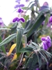 A spike of flowers and the narrowly lanceolate leaves