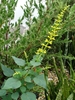 Erect or ascending spikes of yellow, fuzzy flowers.