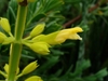 Close-up of a single yellow, tubular, fuzzy flower