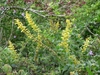 Erect or ascending spikes of yellow, fuzzy flowers.