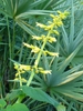 Erect or ascending spikes of yellow, fuzzy flowers.