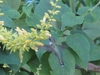 Erect or ascending spikes of yellow flowers & hummingbird