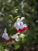 Bright white flowers with showy red lower lips