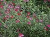Bright red showy 2-lipped flowers