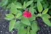 Bright red showy 2-lipped flowers
