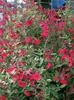 Subshrub with many red, 2-lipped flowers.