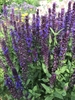 Erect spike of deep blue flowers.