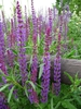 Erect spikes of small violet flowers.