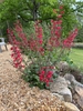 A basal clump of foliage & erect spikes of red flowers.