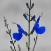 Spike of intense blue, 2-lipped flowers.