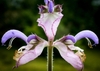 Close-up of pale lavender, 2-lipped flowers and pink bracts.