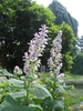 Erect spikes of pink, 2-lipped flowers and pink bracts.