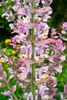 Erect spikes of pale pink, 2-lipped flowers and pink bracts.