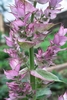 Close-up of spikes of pink, 2-lipped flowers and pink bracts.