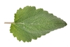 Detached ovate leaf with serrulate-crenate margin.