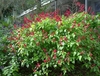 Shrub with spikes of red flowers.