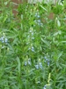 light blue flowers on upright inflorescences.